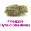 Cvijetovi konoplje – PineApple CBD 13%  Small/Normal Buds 1g – 200g