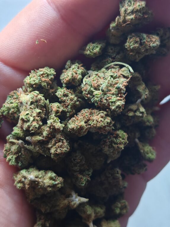 IMG_20260605_105534 Cvjetovi konoplje – Lemon Haze CBD 15% Normal/Small Buds 1g – 200g