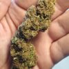 Cvjetovi konoplje – Lemon Haze CBD 15%  Normal/Small  Buds  1g – 200g