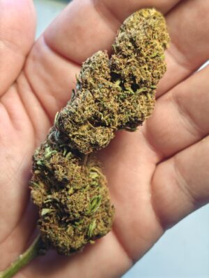 Cvjetovi konoplje – Lemon Haze CBD 15%  Normal/Small  Buds  1g – 200g