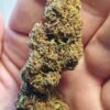 IMG_20260605_113345 Cvjetovi konoplje – Lemon Haze CBD 15% Normal/Small Buds 1g – 200g