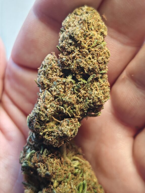 IMG_20260605_113345 Cvjetovi konoplje – Lemon Haze CBD 15% Normal/Small Buds 1g – 200g