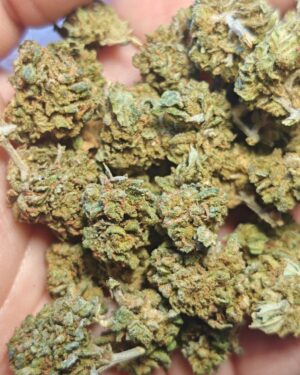 Cvjetovi konoplje – White Widow CBD 18% Small Buds   1g – 100g