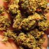 IMG_20260605_120248_edit_46307846754521 Cvjetovi konoplje – Amnesia CBD 15% Normal/Small Buds 1g – 200g