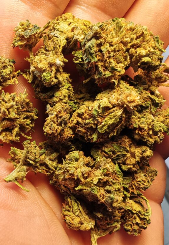 IMG_20260605_120248_edit_46307846754521 Cvjetovi konoplje – Amnesia CBD 15% Normal/Small Buds 1g – 200g