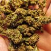 IMG_20260605_120255_edit_46281510081771 Cvjetovi konoplje – Amnesia CBD 15% Normal/Small Buds 1g – 200g