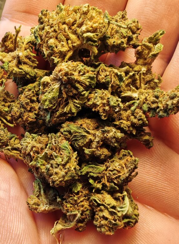 IMG_20260605_120255_edit_46281510081771 Cvjetovi konoplje – Amnesia CBD 15% Normal/Small Buds 1g – 200g