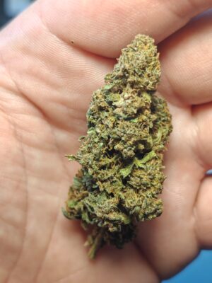 Cvjetovi konoplje – Amnesia CBD 15%  Normal/Small  Buds  1g – 200g