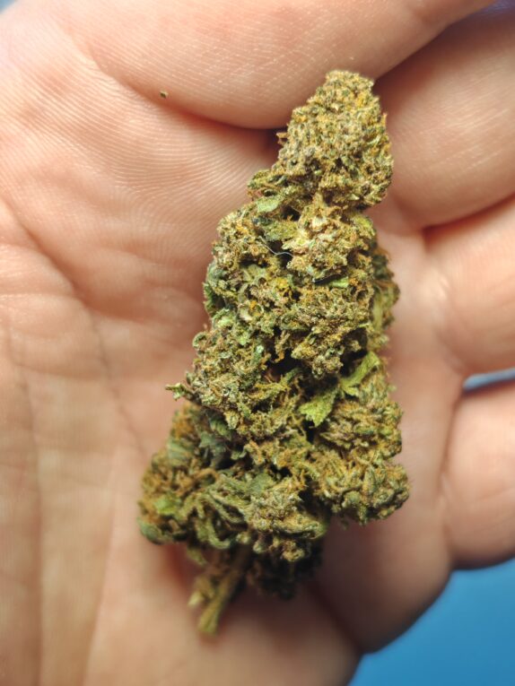 IMG_20260605_120345 Cvjetovi konoplje – Amnesia CBD 15% Normal/Small Buds 1g – 200g