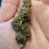 IMG_20260605_120416 Cvjetovi konoplje – Amnesia CBD 15% Normal/Small Buds 1g – 200g