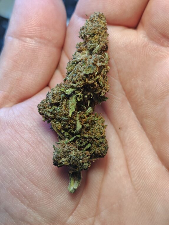 IMG_20260605_120416 Cvjetovi konoplje – Amnesia CBD 15% Normal/Small Buds 1g – 200g