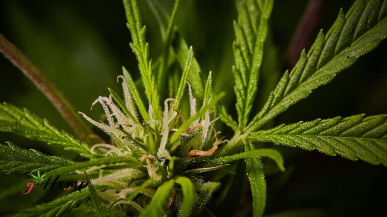 CBG – kanabinoid koji bi mogao zasjeniti CBD