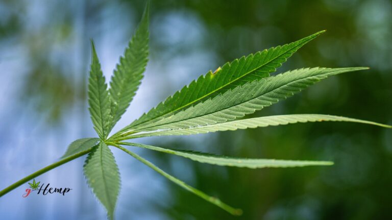 Je li CBG doista superiorniji od CBD-a, ili je CBD i dalje neprikosnoveni kralj?