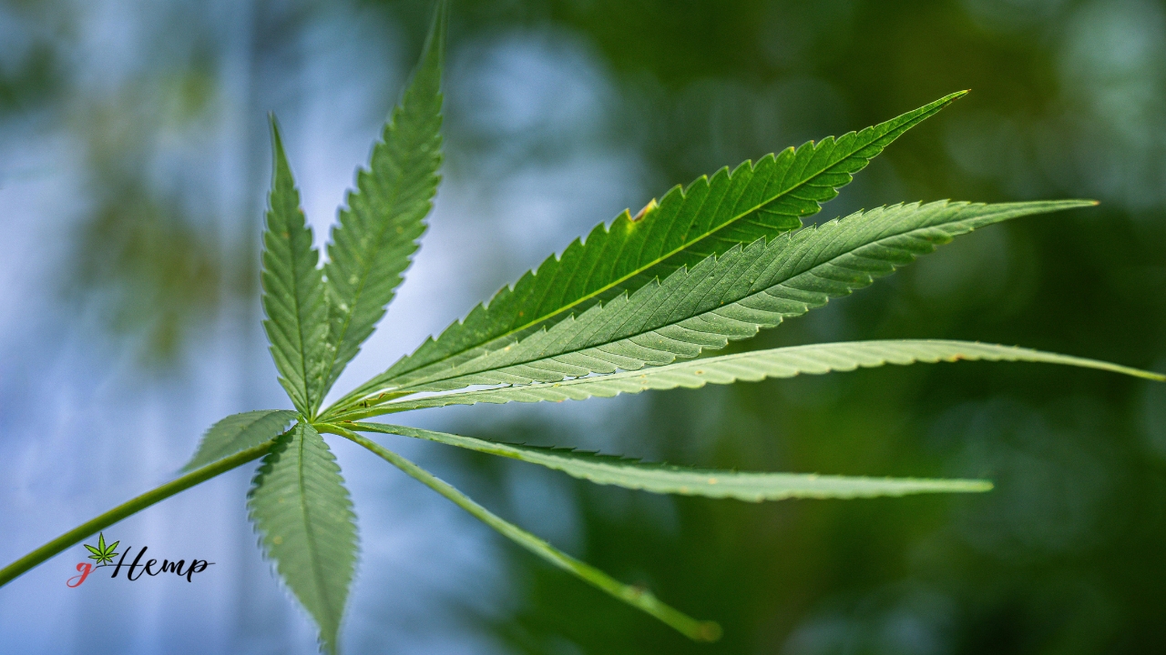 Je li CBG doista superiorniji od CBD-a, ili je CBD i dalje neprikosnoveni kralj?