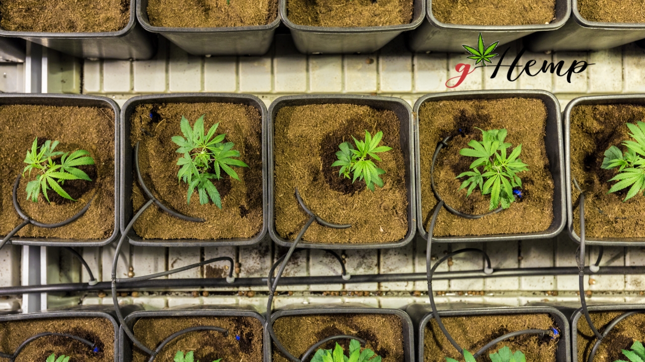 Kako CBG djeluje na fokus i mentalnu jasnoću?