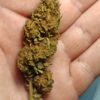 IMG_20260526_195747 Cvjetovi konoplje – Charlotte CBD 15% Midium Buds 10g – 300g