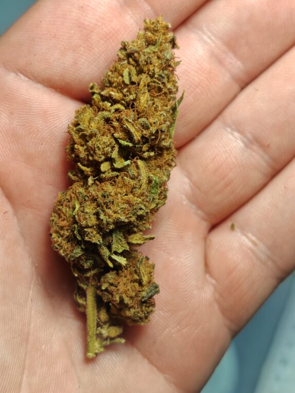 IMG_20260526_195747 Cvjetovi konoplje – Charlotte CBD 15% Midium Buds 10g – 300g