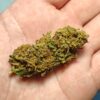 IMG_20260526_195754 Cvjetovi konoplje – Charlotte CBD 15% Midium Buds 10g – 300g