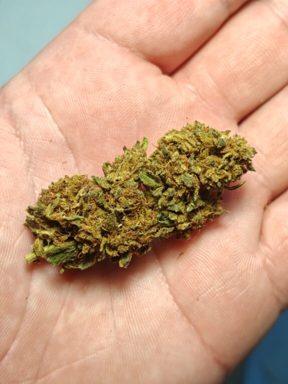 IMG_20260526_195754 Cvjetovi konoplje – Charlotte CBD 15% Midium Buds 10g – 300g