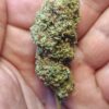 Cvjetovi konoplje – Charlotte  CBD 15%    1g – 100g