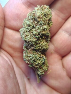 charlotte slika 1 Cvjetovi konoplje – Charlotte CBD 15% 1g – 100g