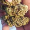 charlotte slika 2 Cvjetovi konoplje – Charlotte CBD 15% 1g – 100g
