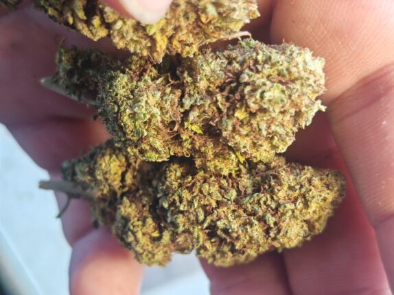charlotte slika 2 Cvjetovi konoplje – Charlotte CBD 15% 1g – 100g