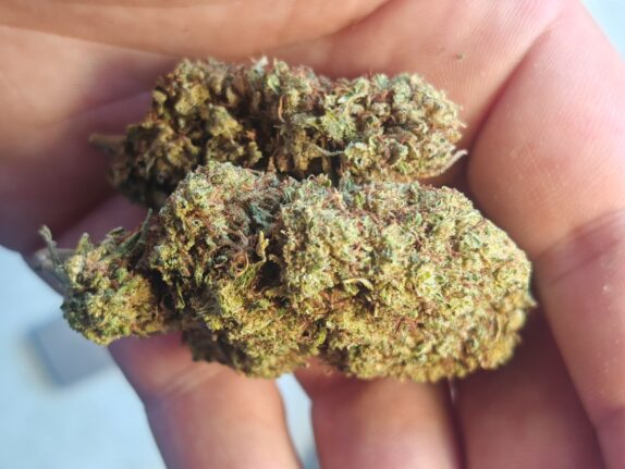 charlotte slika 3 Cvjetovi konoplje – Charlotte CBD 15% 1g – 100g