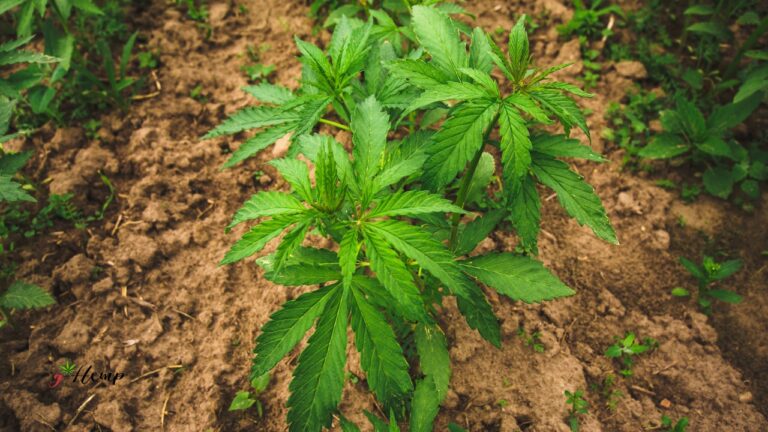 Od sjemena do bočice: kako nastaje CBD ulje od industrijske konoplje