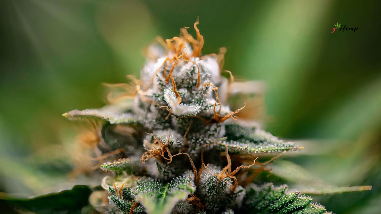 Kako se konoplja koristi kroz povijest u različitim kulturama